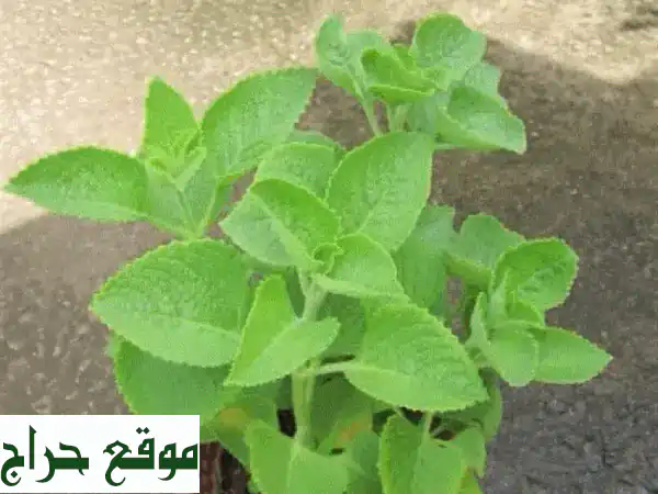 ريحان الأوريغانو: علاج طبيعي فعال للسعال والبرد |...