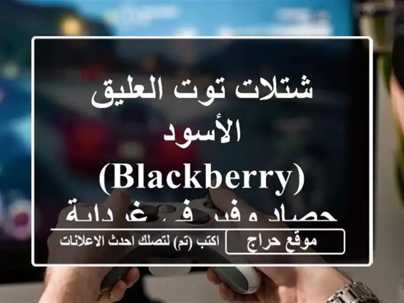 شتلات توت العليق الأسود (Blackberry) - حصاد وفير في غرداية!