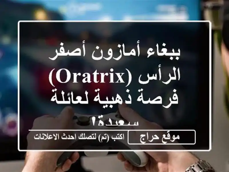 ببغاء أمازون أصفر الرأس (Oratrix) - فرصة ذهبية لعائلة سعيدة!