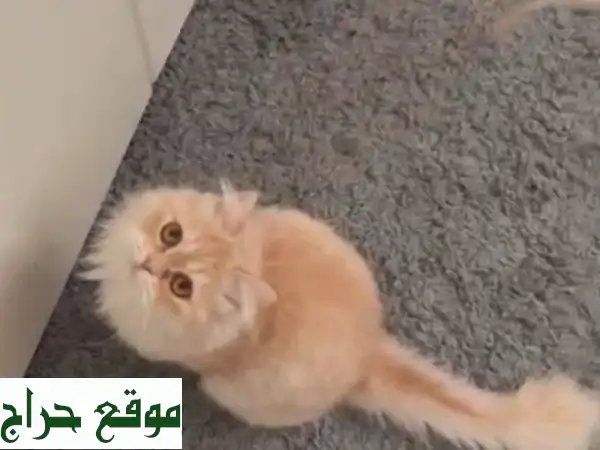 قطة شيراز لعوبة تبحث عن بيت دافئ ❤️ (للإعتماد مجاناً!)