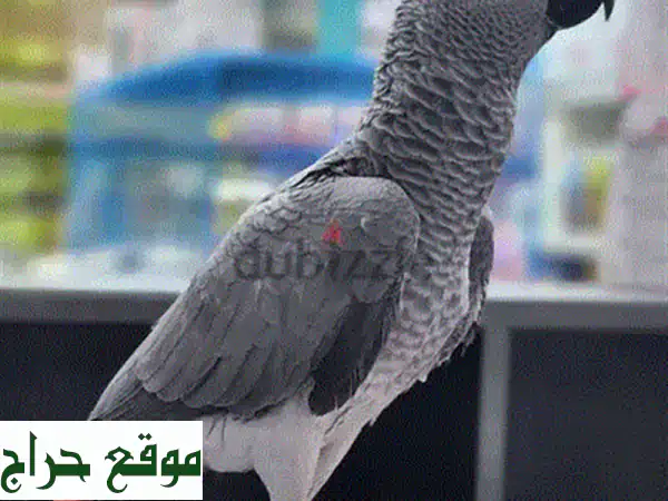 ببغاء كاسكو صغير، ألِف ومرّح! عمره شهرين فقط!