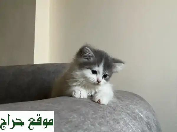 قطط شيرازي صغيرة لعوبة -  50 يوم فقط! 😻  (250 درهم فقط)