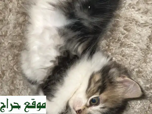 قطط شيرازي صغيرة لعوبة -  50 يوم فقط! 😻  (250 درهم فقط)