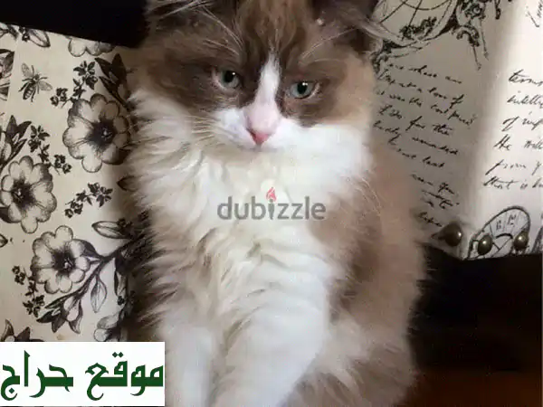 قطة راجدول قرفة وبيضاء رائعة - متوفرة الآن! 😻