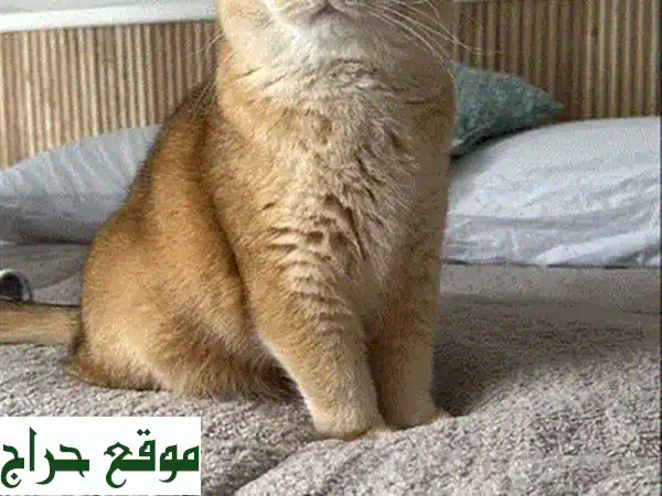 قطة راجدول قرفة وبيضاء رائعة - متوفرة الآن! 😻