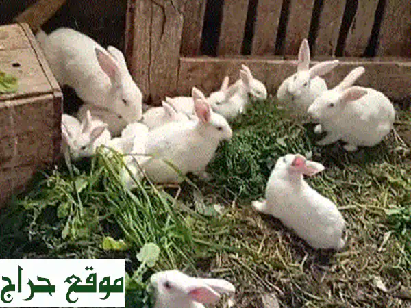 أرانب فرنسية بيضاء ناصعة، رفقاء رائعين في...