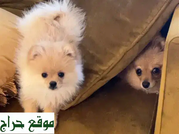 بوميرانين بيبي ذكر، وجه دب، ٣ أشهر فقط! 😍