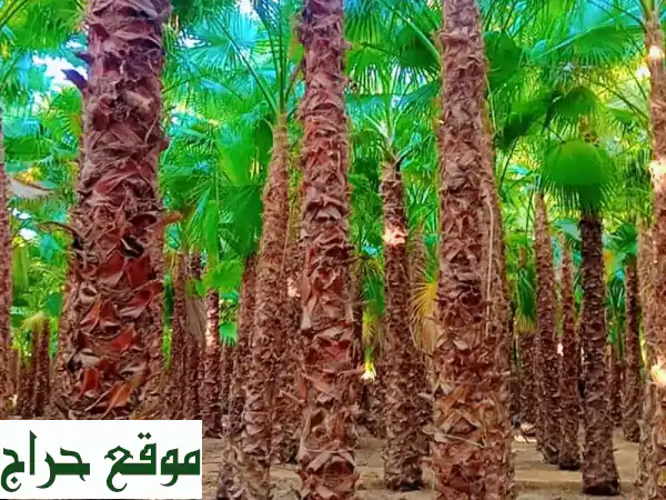 نخيل واشنطنيا زينة (أبو مروحة) - أجود الأنواع،...