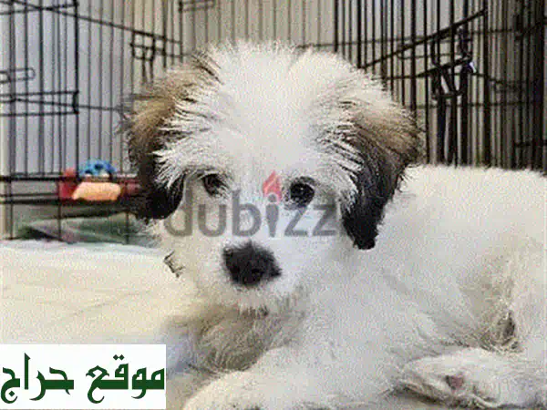 🐶 كلب مالطي صغير (3 أشهر) مع جميع مستلزماته! جاهز...