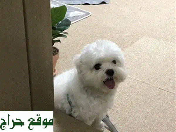 🐶 كلب مالطي صغير (3 أشهر) مع جميع مستلزماته! جاهز لمنزل جديد!