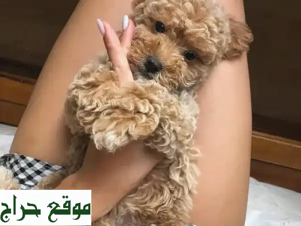 🐶 كلب بودل أصيل: أجمل جرو ينتظرك! 🐩