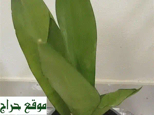 صفقة لا تُفوّت! نبات الثعبان (سانسيفيريا) بسعر مغرٍ -...