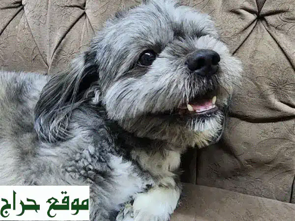 شيتزو رقيق عمره 4 سنوات - مُدرب على استخدام الحمام! 🏡🐕