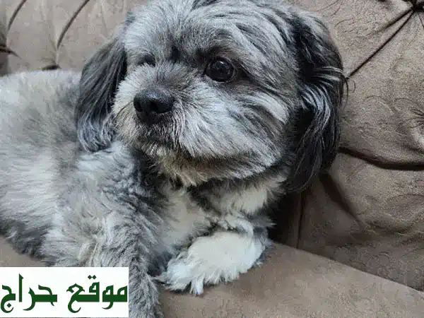 شيتزو رقيق عمره 4 سنوات - مُدرب على استخدام الحمام! 🏡🐕