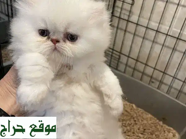 قطة بريتش شورت هير رمادية، عيون زرقاء ساحرة! 😻...