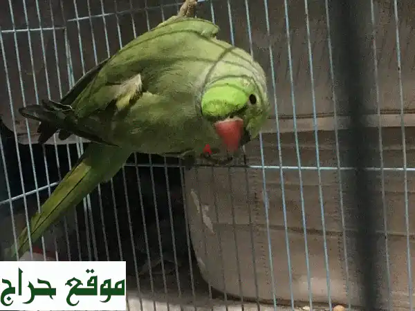 ببغاء حلقي أخضر للبيع عاجلاً! فرصة ذهبية!