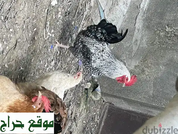 ديك بركل فاخر مع أرز بلدي - رفيقك الجديد!