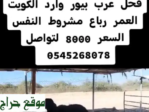 فرصة ذهبية! فحل عربي أصيل بيور - إنتاج مميز مضمون