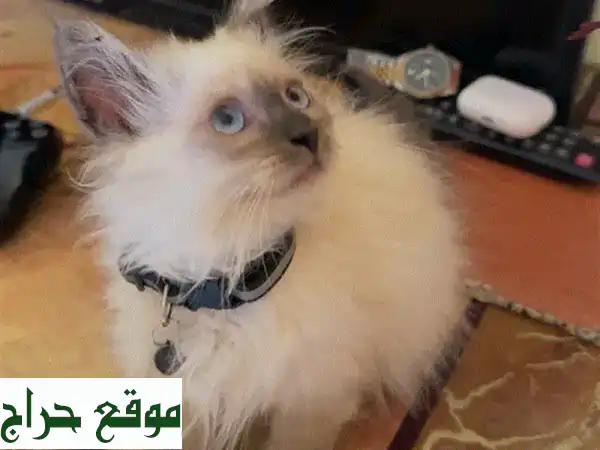 قطة هملايا صغيرة، ٣ أشهر، ودودة و نظيفة!  🏡😻