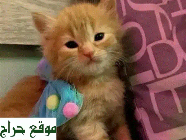 قطة هملايا صغيرة، ٣ أشهر، ودودة و نظيفة!  🏡😻