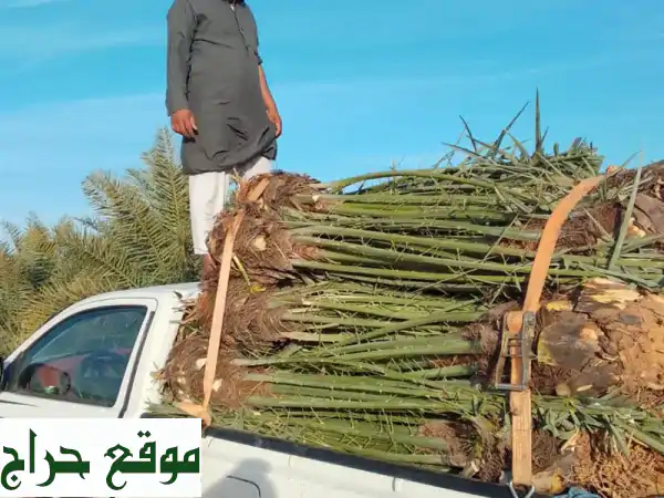 قلع وغرس النخيل في جميع أنحاء المملكة 🇸🇦 - خدمة متكاملة وعالية الجودة