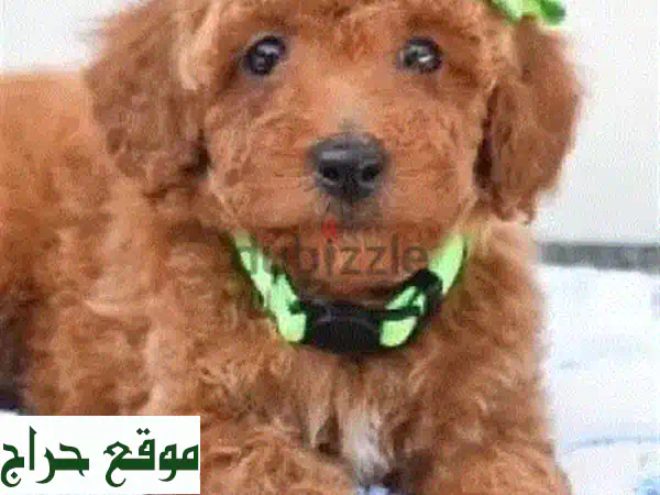 🐶 تودل براون مستورد - أجمل كلب صغير للعائلة! 🐶