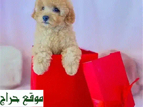 🐶 تودل براون مستورد - أجمل كلب صغير للعائلة! 🐶