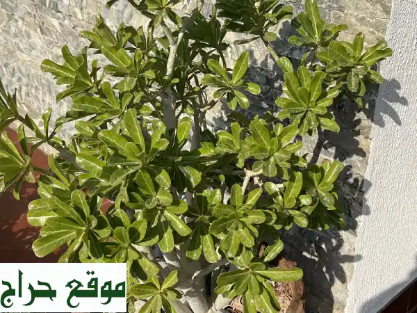 أضف لمسة سحرية لحياتك مع نباتاتنا الخضراء الرائعة! 🌱