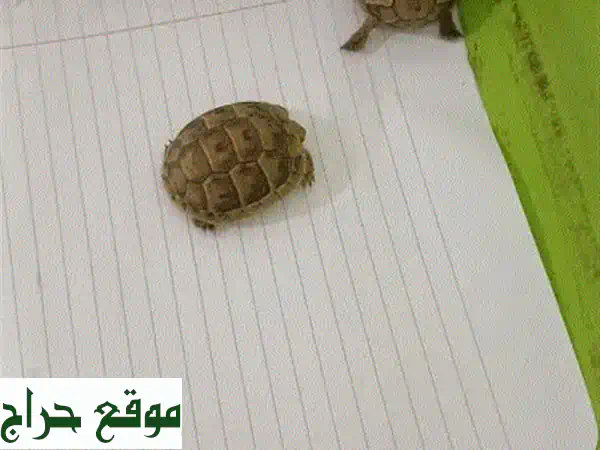 سلاحف بحرية صغيرة للبيع - عمر أسابيع فقط! 🐢