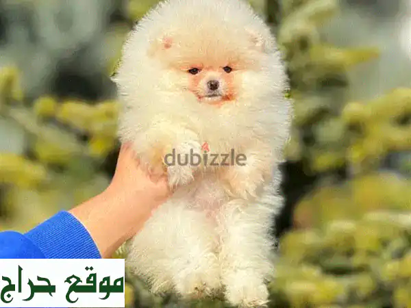 بومرينيان ميني بو: جرو صغير، قلب كبير! 💖...