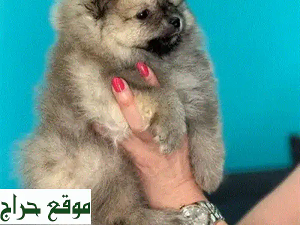 بومرينيان ميني بو: جرو صغير، قلب كبير! 💖 (شريحة إلكترونية، جواز سفر)