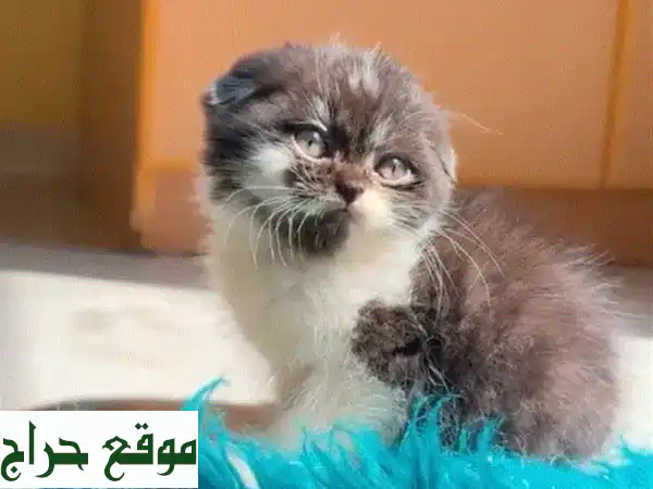 قطة اسكتلندية فولد صغيرة - عمرها شهر ونصف فقط! 😻