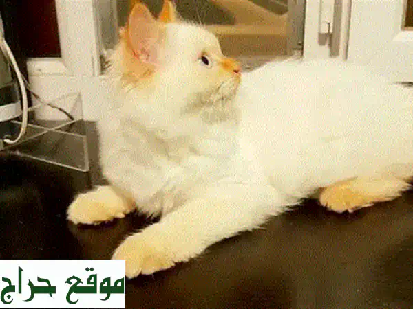 قطة اسكتلندية فولد صغيرة - عمرها شهر ونصف فقط! 😻