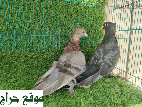 حمام مكاوي 🐦 زوج مُنتج بسعر لا يُفوّت! 20 ريال فقط!