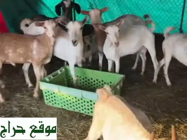 ماعز للبيع - أجود سلالات الماعز بأسعار مميزة!