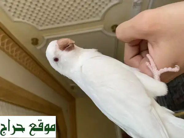 ببغاء كويكر بينو ذو عيون حمراء - أليف وجميل! 🦜
