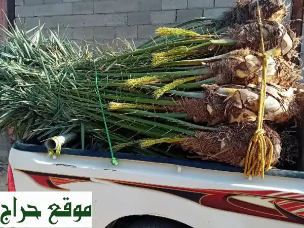 نخيل مثمر للبيع - أصناف مميزة تناسب جميع احتياجاتك!