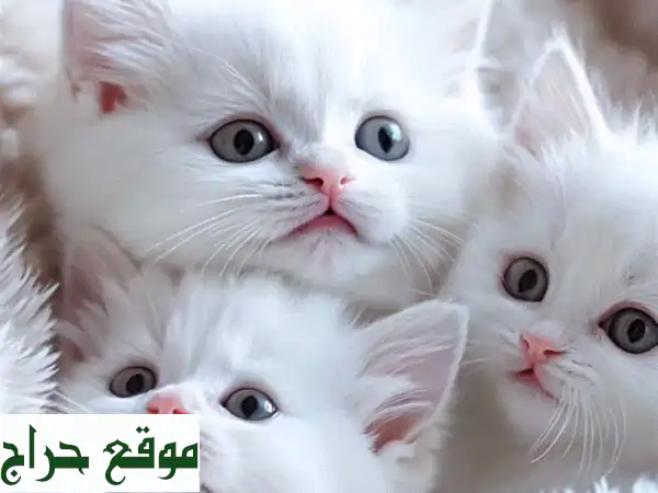 قطط برتش لونغ هير وسكوتش تريبل فولد لونغ هير للبيع...