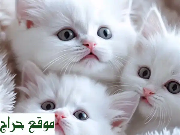 قطط برتش لونغ هير وسكوتش تريبل فولد لونغ هير للبيع - فرصة مميزة!