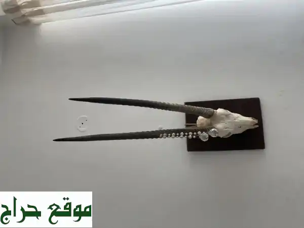 رأس غزال فاخر - تحفة فنية نادرة بـ 3000 درهم فقط! (أبوظبي)