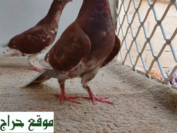 حمام زينة وإنتاج وكش ممتاز في العين - فيديوهات حية متوفرة!