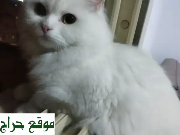 قط شيرازي فاخر: منزل جديد، حياة سعيدة!