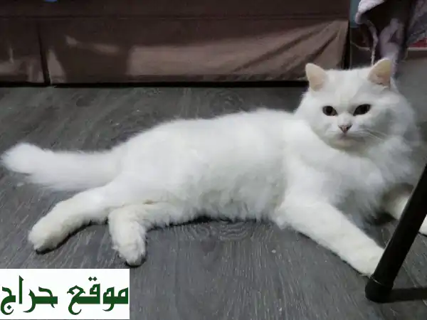قط شيرازي فاخر: منزل جديد، حياة سعيدة!