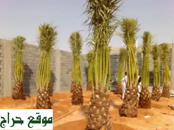 نخيل للبيع | جميع الأنواع والأحجام | فروخ فسائل مميزة | أعمال زراعية متكاملة
