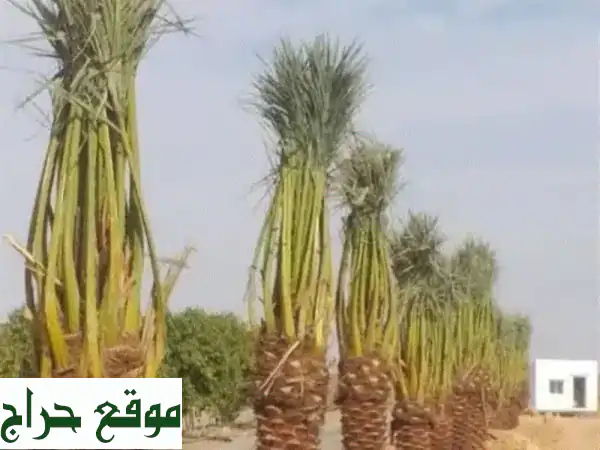 نخيل للبيع | جميع الأنواع والأحجام | فروخ فسائل مميزة...