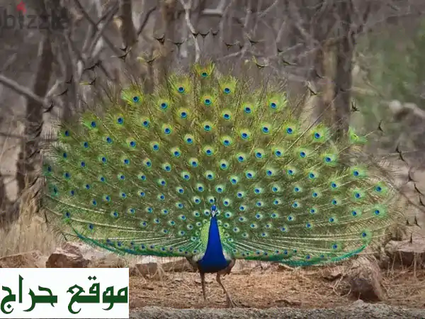 ببغاوات ملونة رائعة للبيع! أسعار مميزة وعروض خاصة