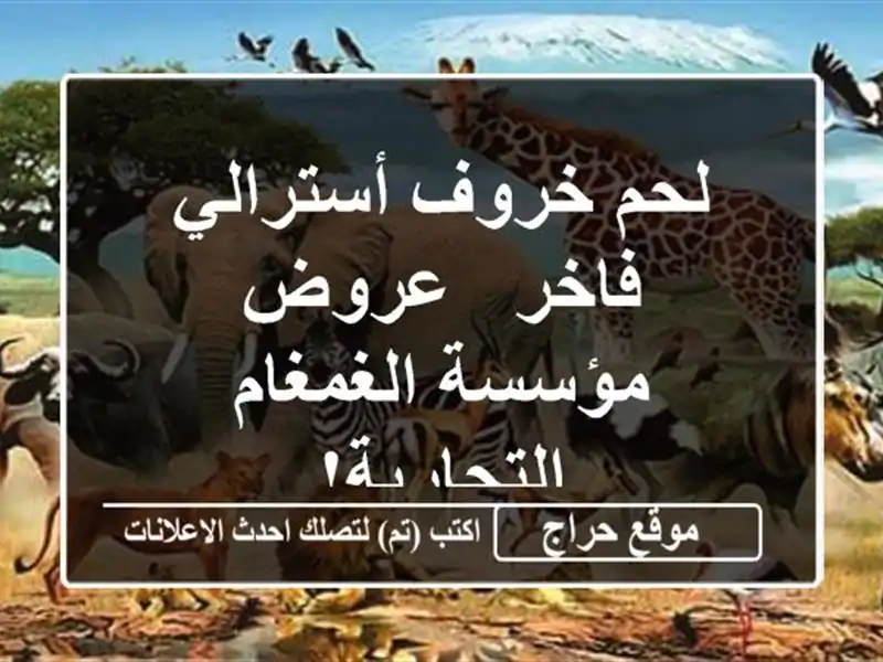 لحم خروف أسترالي فاخر -  عروض مؤسسة الغمغام التجارية!