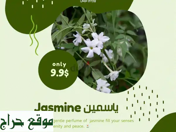 ياسمين عطرة، زينة لبيتك وحديقتك! 🌿  (بأسعار مميزة)
