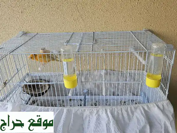 جوز كناري سوري 🧡 جاهز للتزاوج + قفص شبه جديد! 🐦...