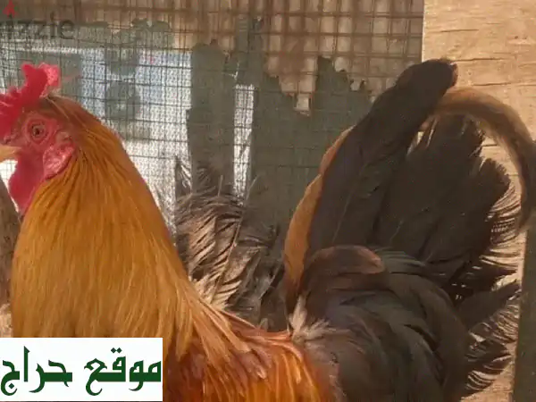 ديك عربي أصيل - جمال تراثي وفخر أصيل